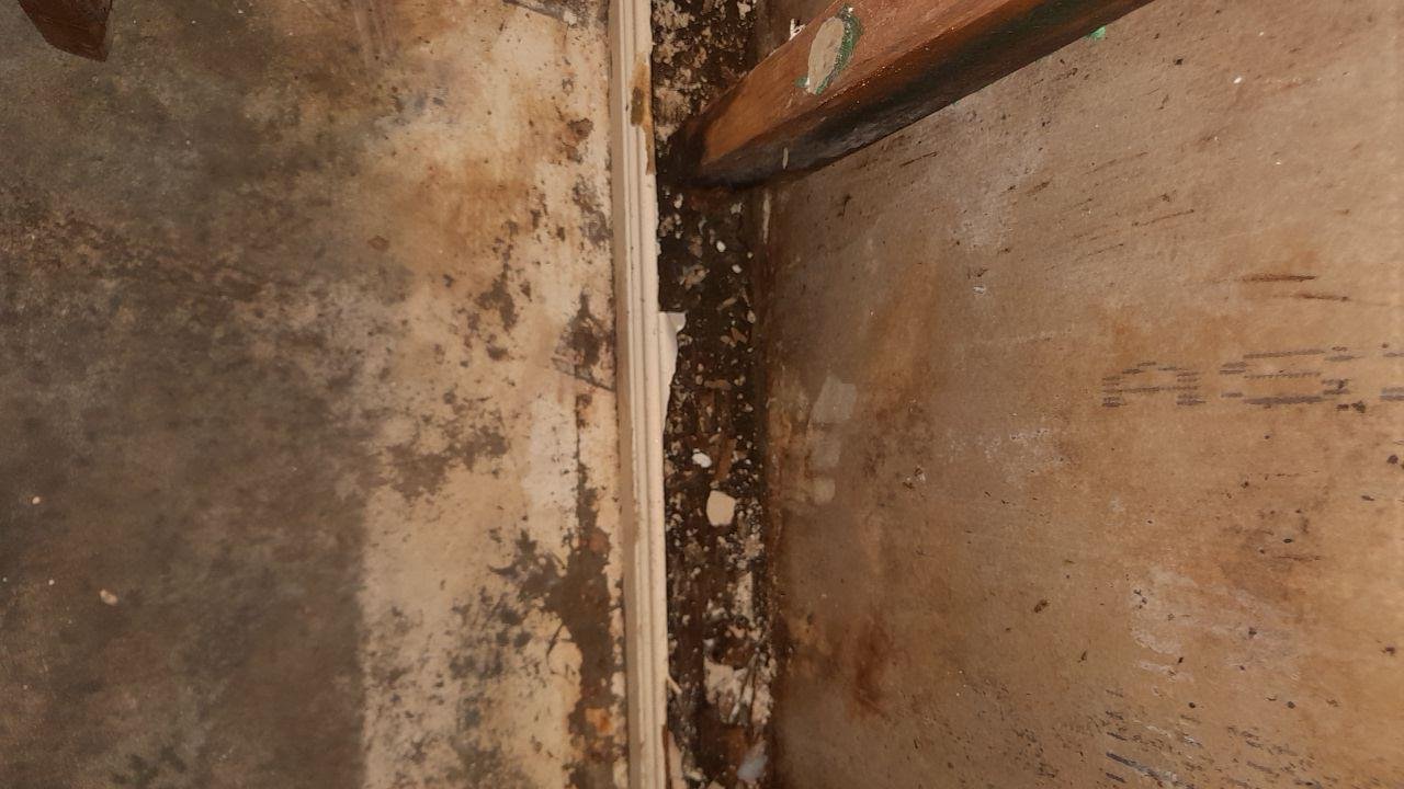 mould remediation in Edens Landing, October 2026