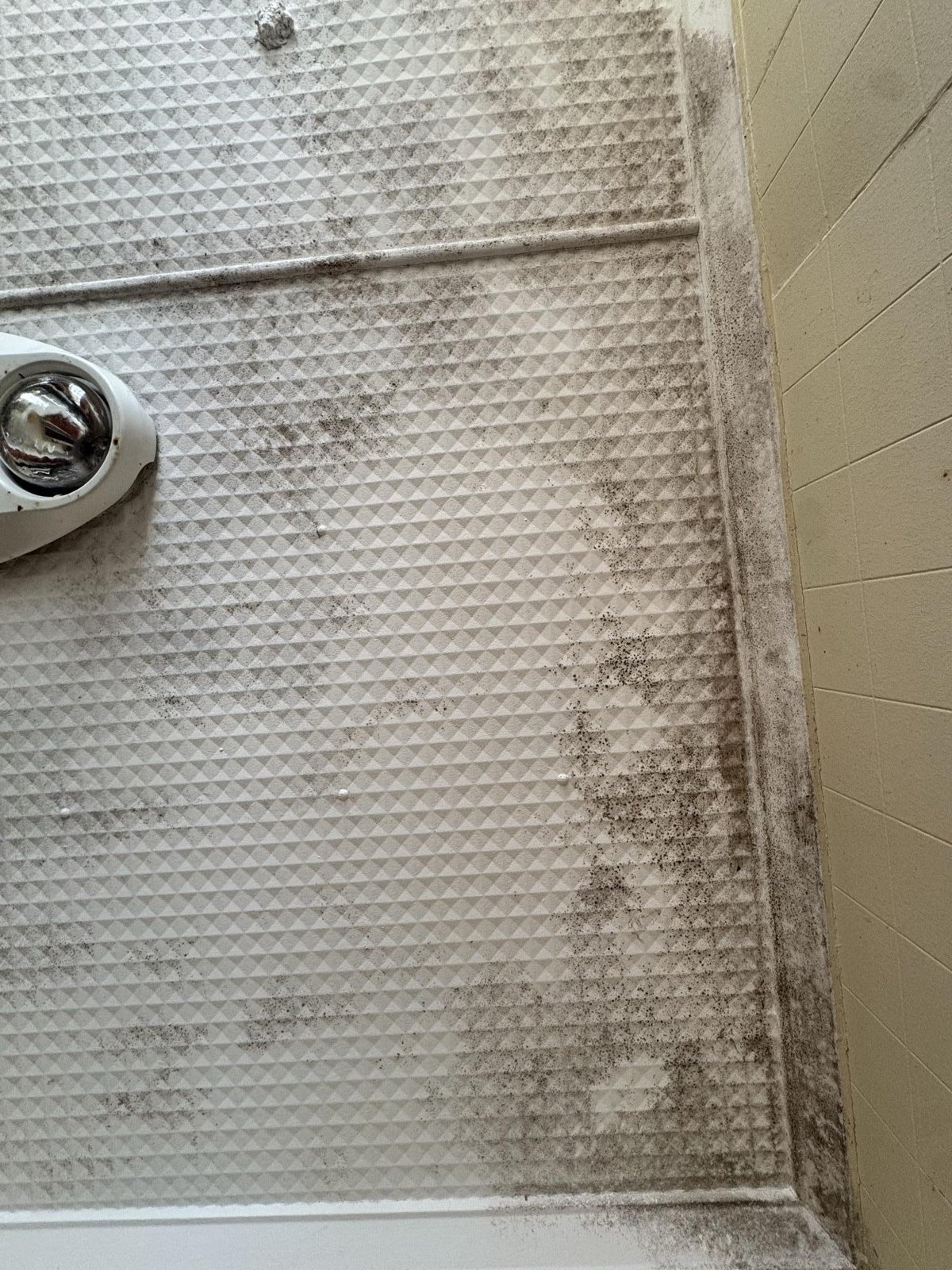 mould remediation in Clifton, October 2026