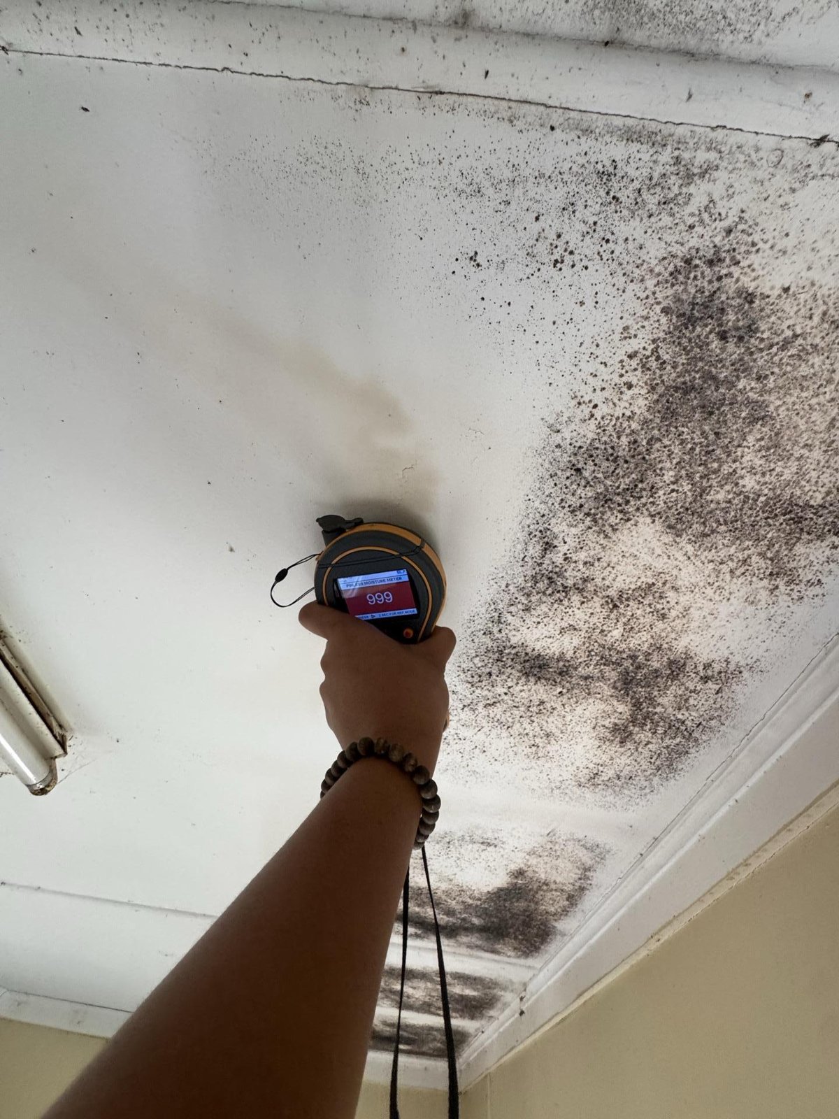 mould remediation in Clifton, October 2026