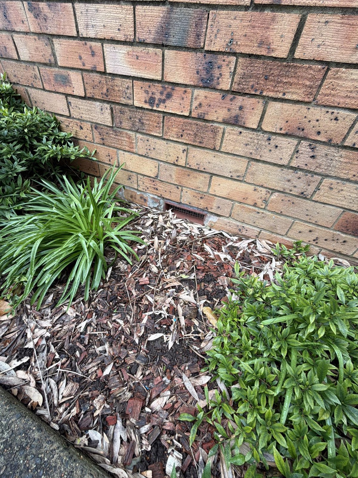 Dark mould spotting on a brick wall above a garden bed with mulch and plants.