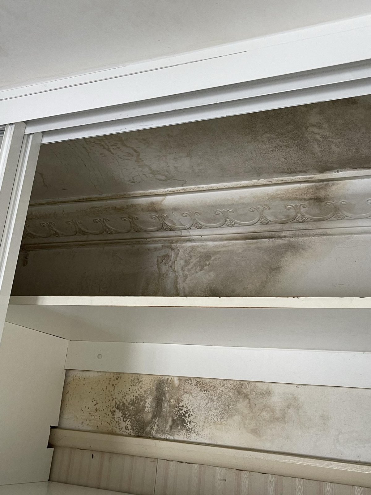Mould and staining across a wardrobe ceiling, cornice and upper wall, with dark patches on the shelf wall.